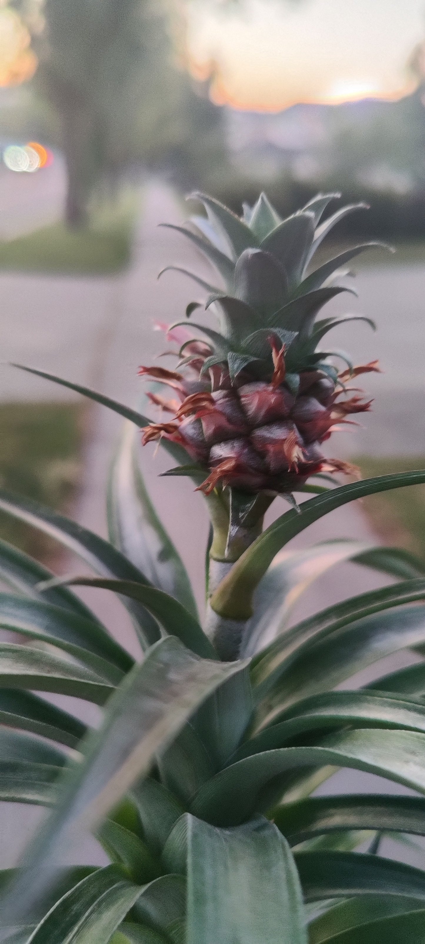 Pineapple Plant