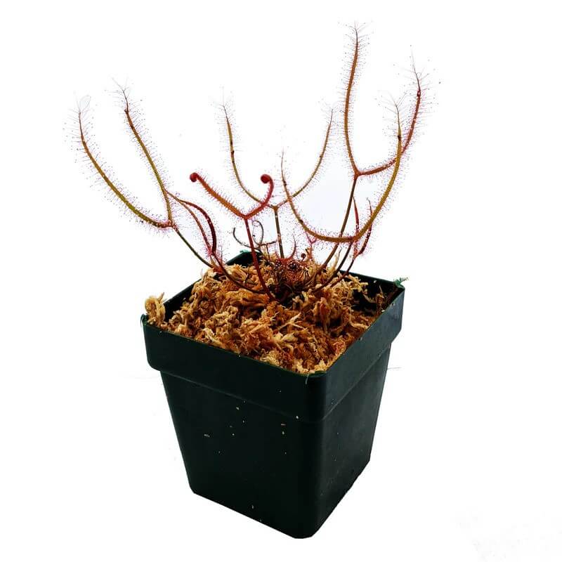 Giant Sundew - Drosera Dichotoma Giant