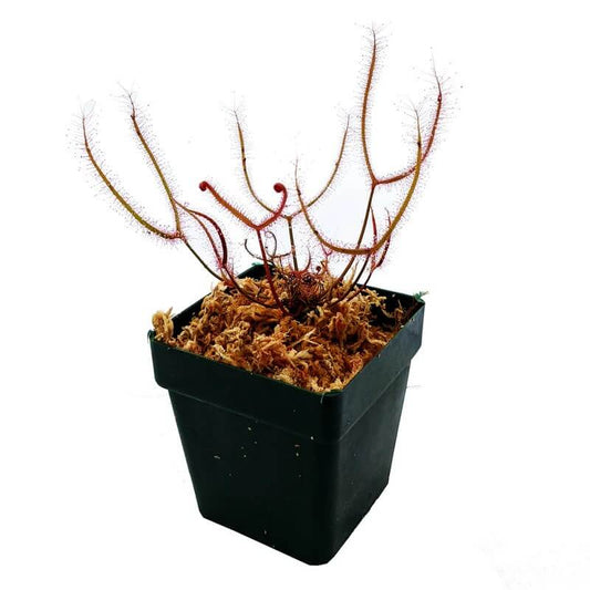 Giant Sundew - Drosera Dichotoma Giant