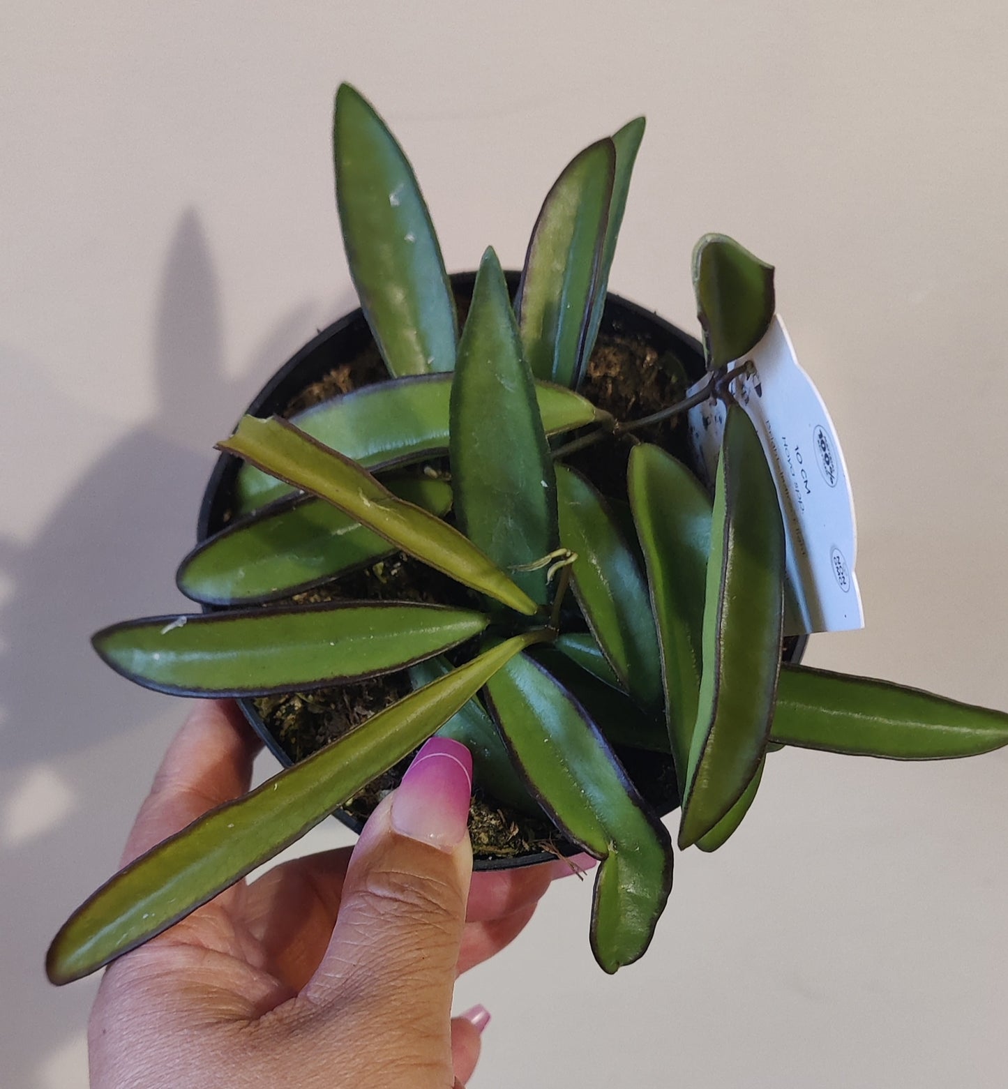 Hoya Wayettii