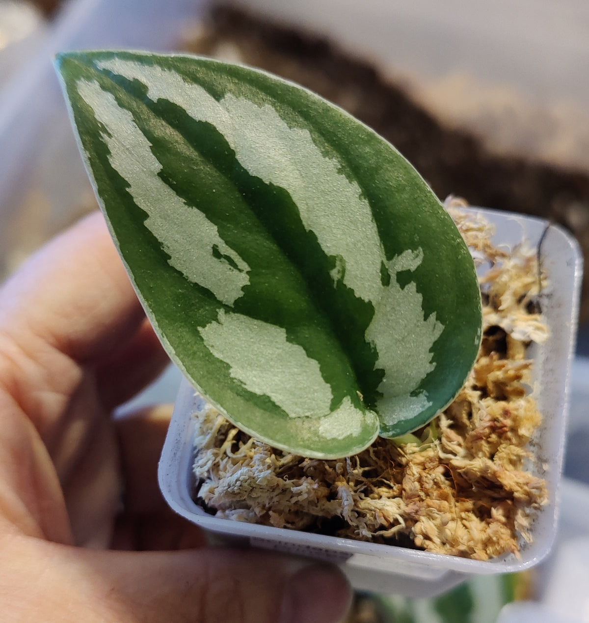 Scindpsus Silver Princess Indo