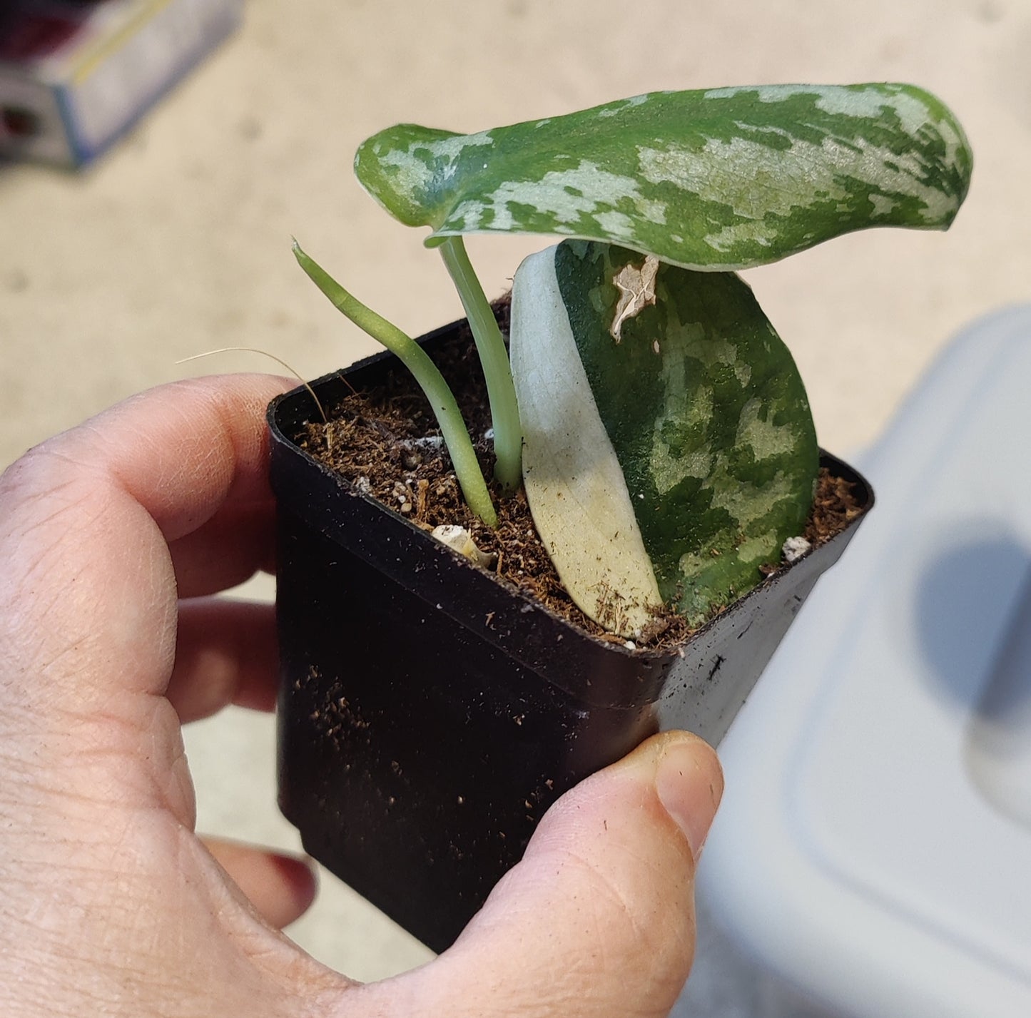 Scindapsus Mayari Propagations
