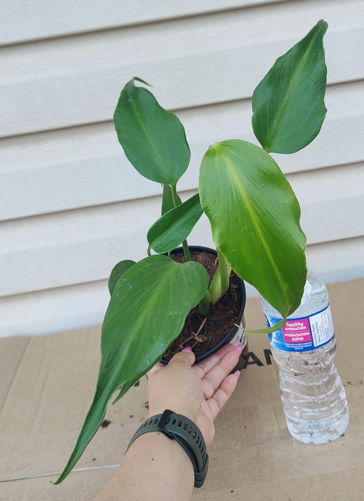 Philodendron Burle Marx Flame