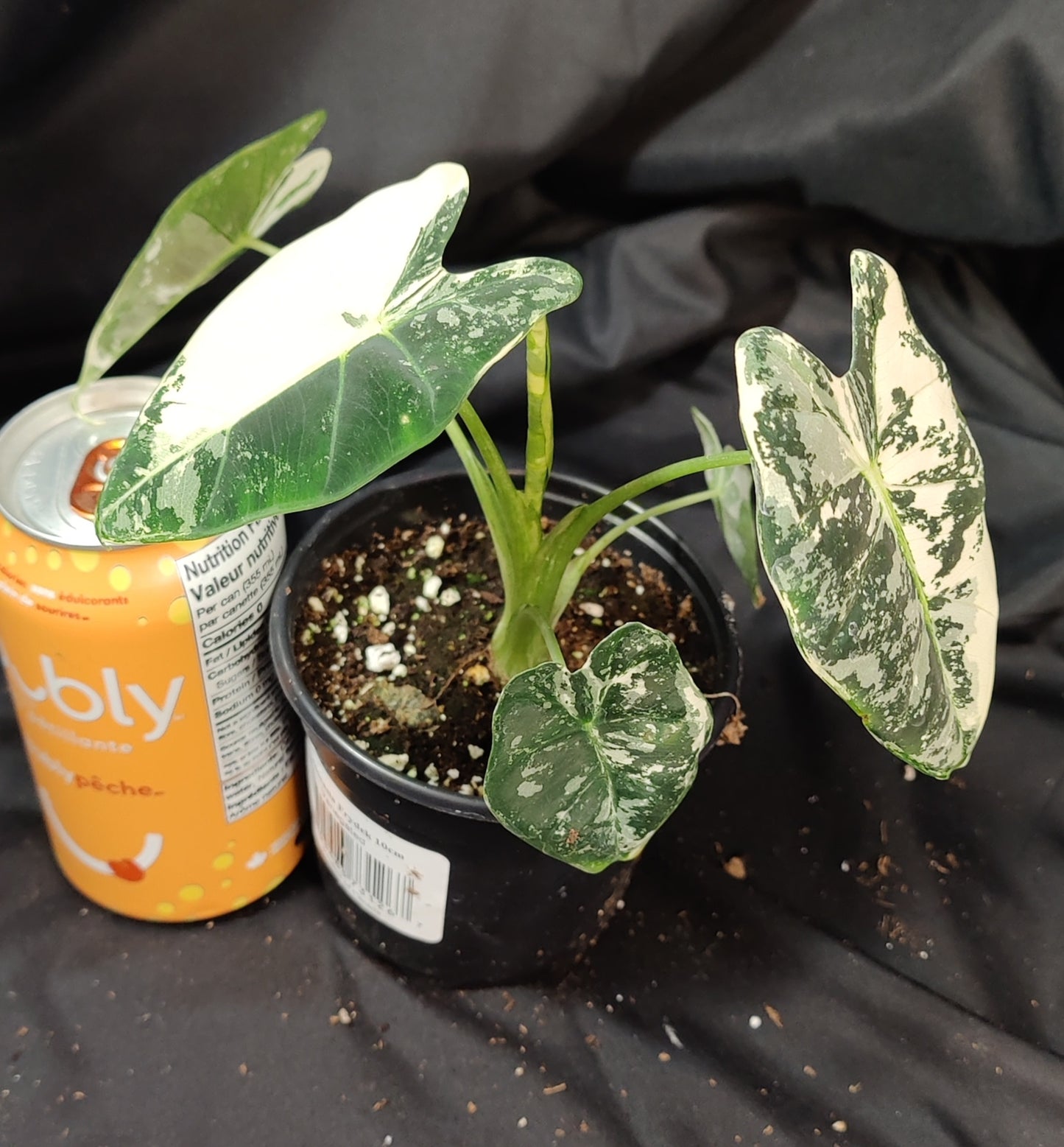 Alocasia Frydek Variegated