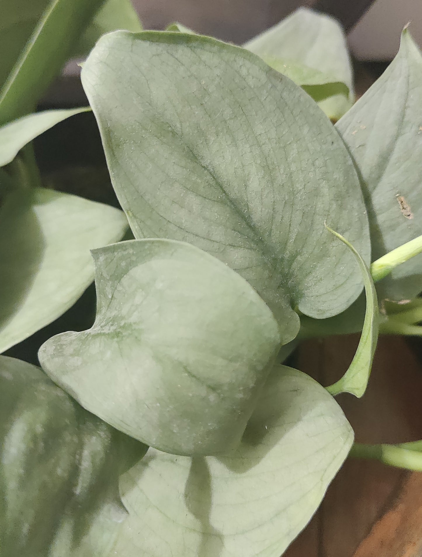 Scindapsus Java Platinum