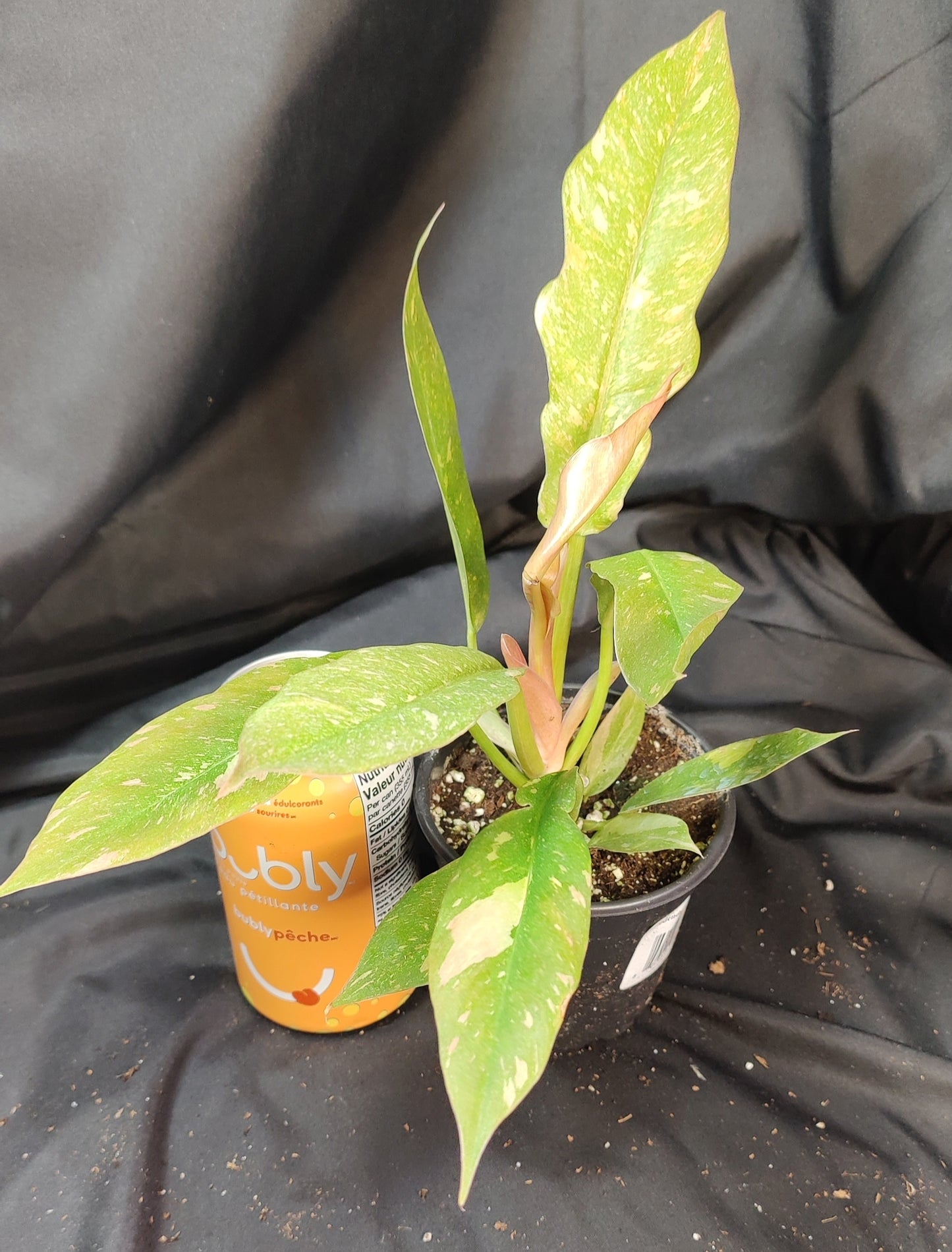 Philodendron Ring of Fire Variegated