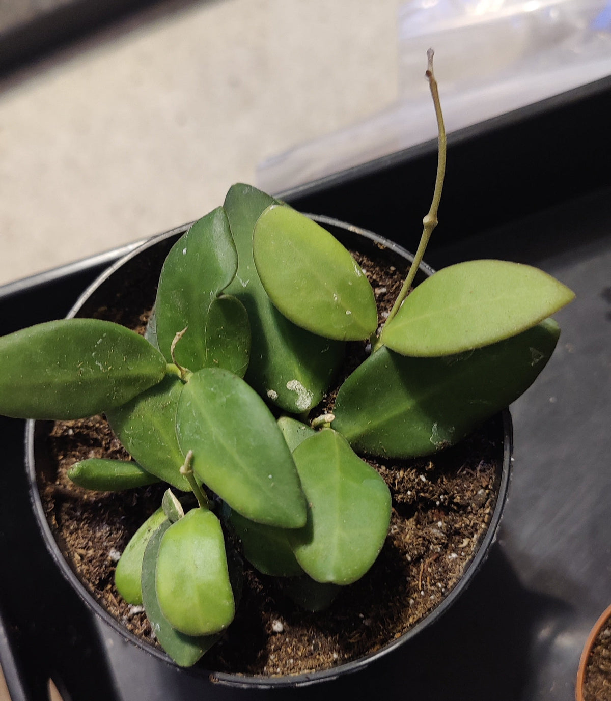 Hoya Bilobata aka Panchoi