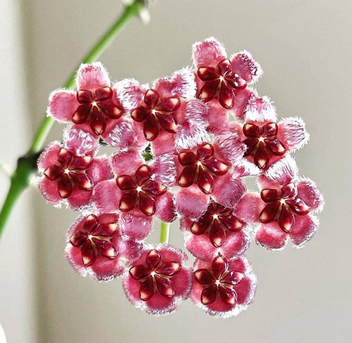 Hoya Wayettii