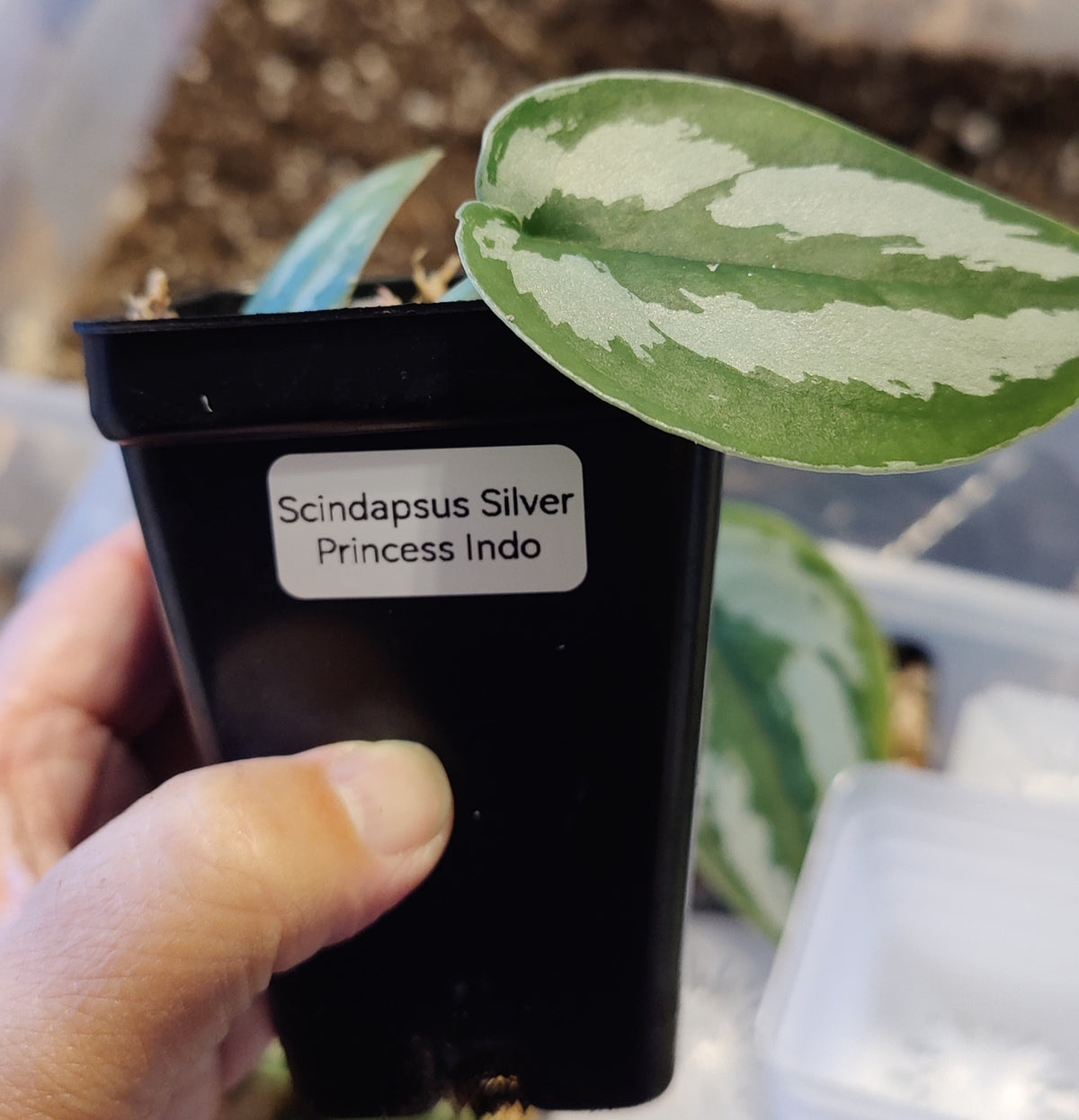 Scindpsus Silver Princess Indo