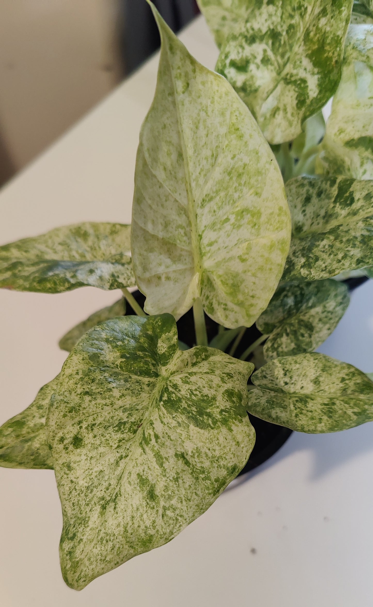 Alocasia Odora Batik Variegated