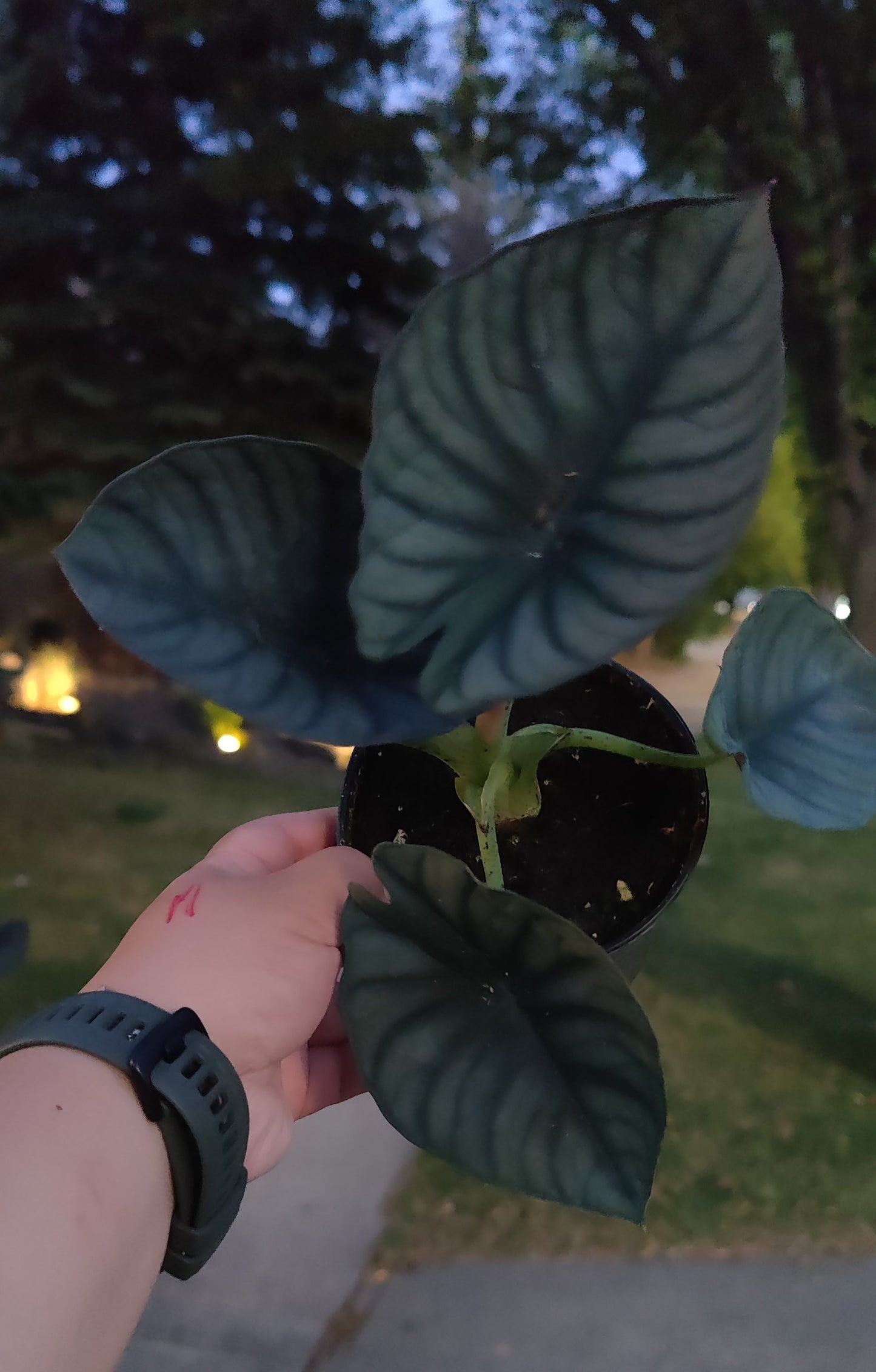 Alocasia Nebula Imperialis