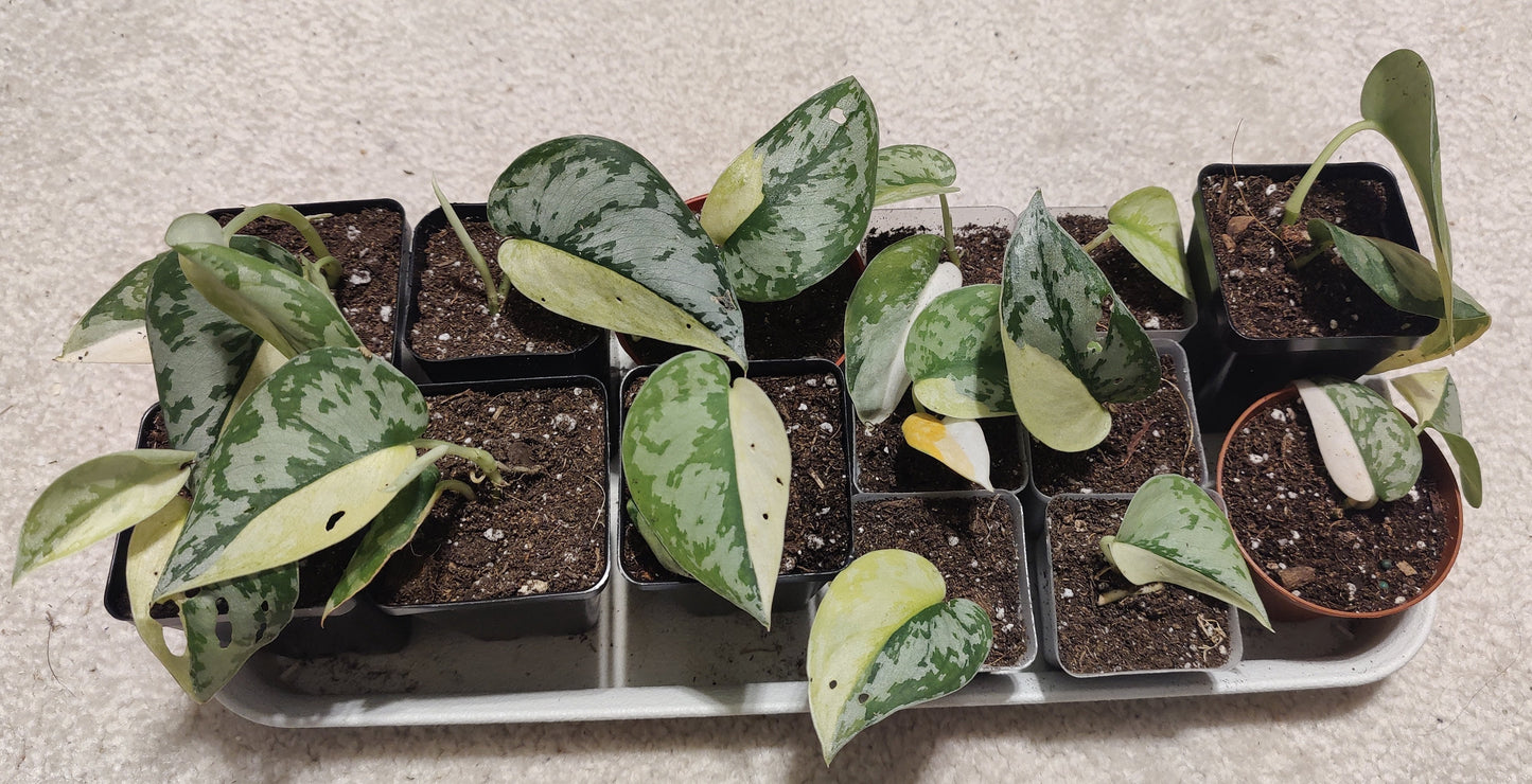 Scindapsus Maharlika Propagation