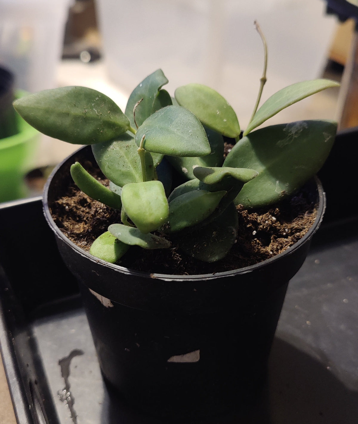 Hoya Bilobata aka Panchoi