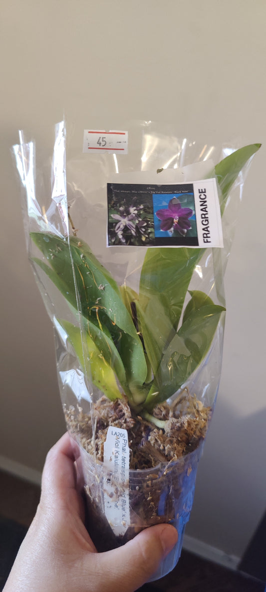 Phal Cold Blue x Black Wine