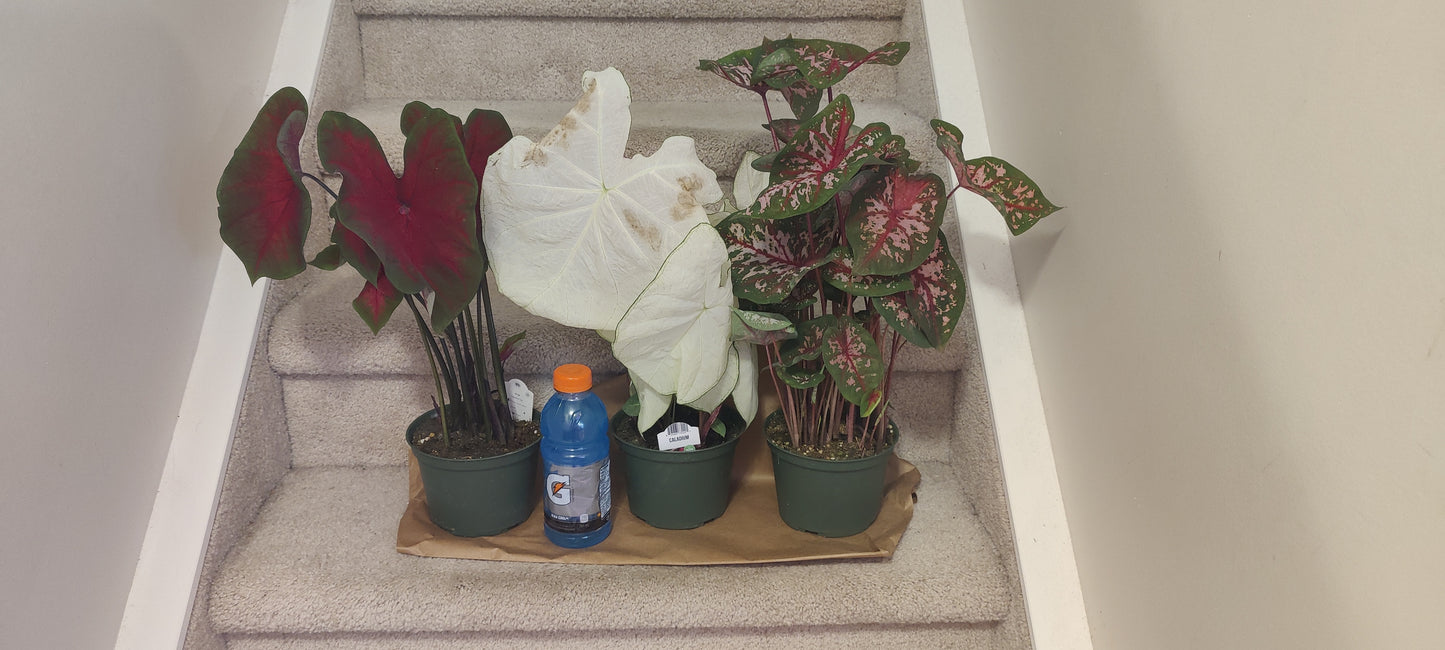 Caladium 6" Pot