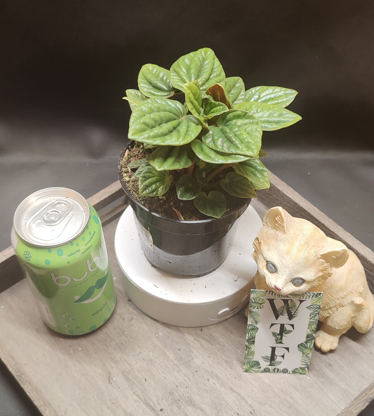 Peperomia Ripple Assorted Colours