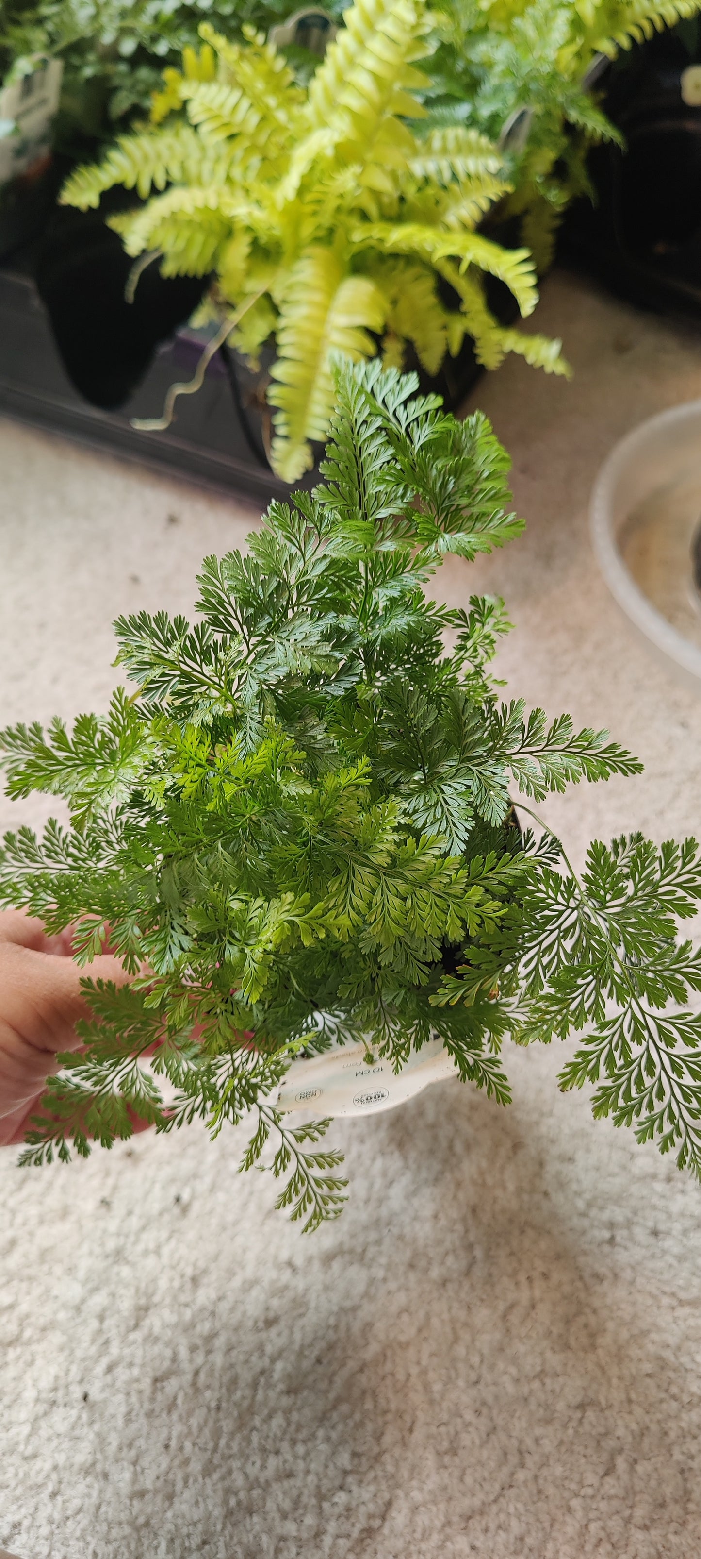 Fern, Assorted