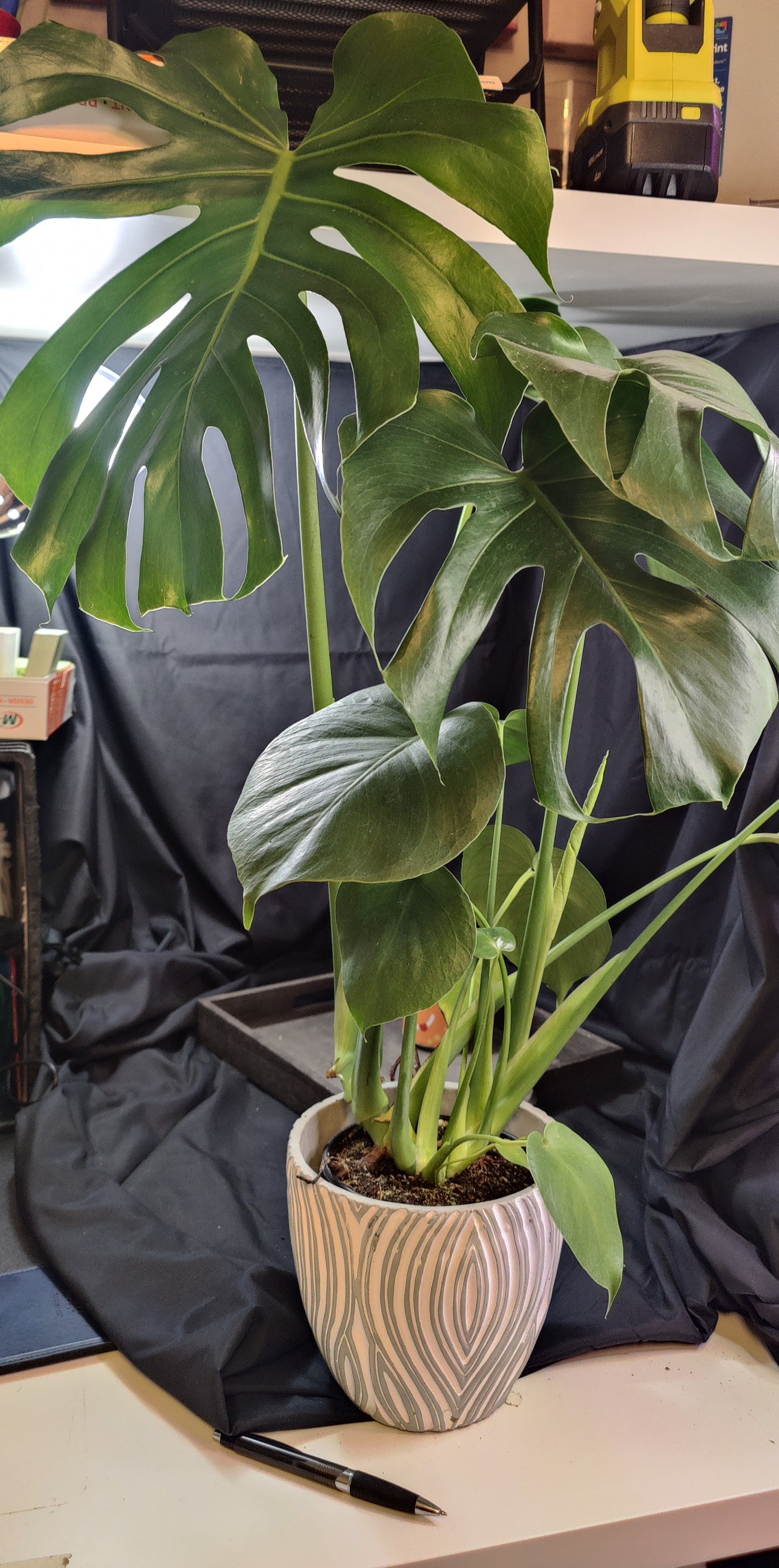 Monstera Deliciosa (Split Leaf)
