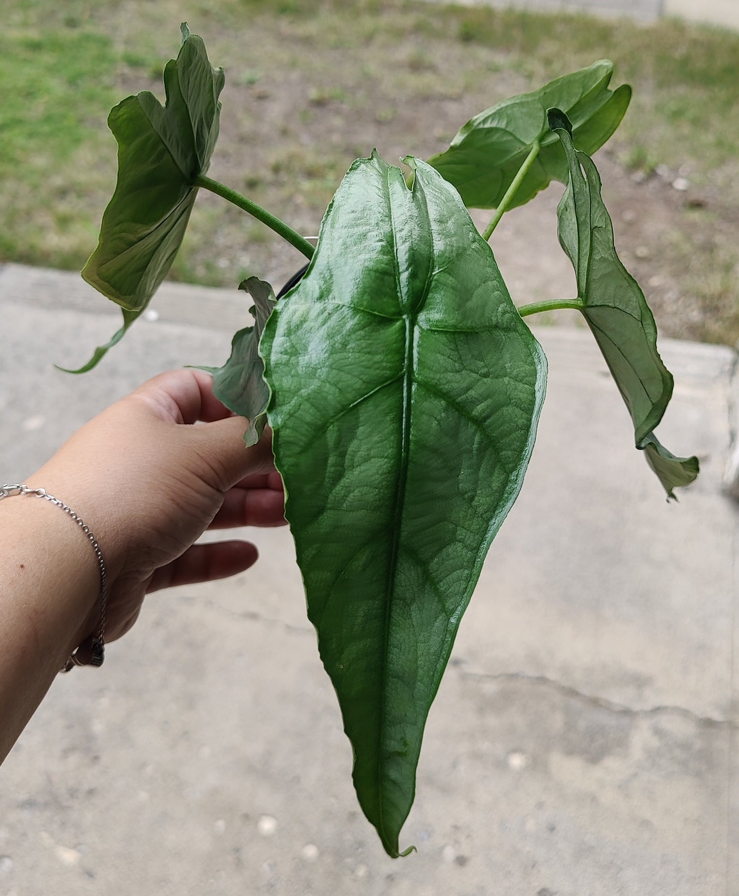 Alocasia Heterophylla "Dragons Breath"