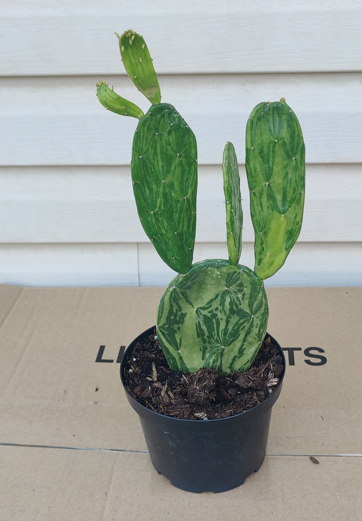 Variegated Prickly Pear Cactus