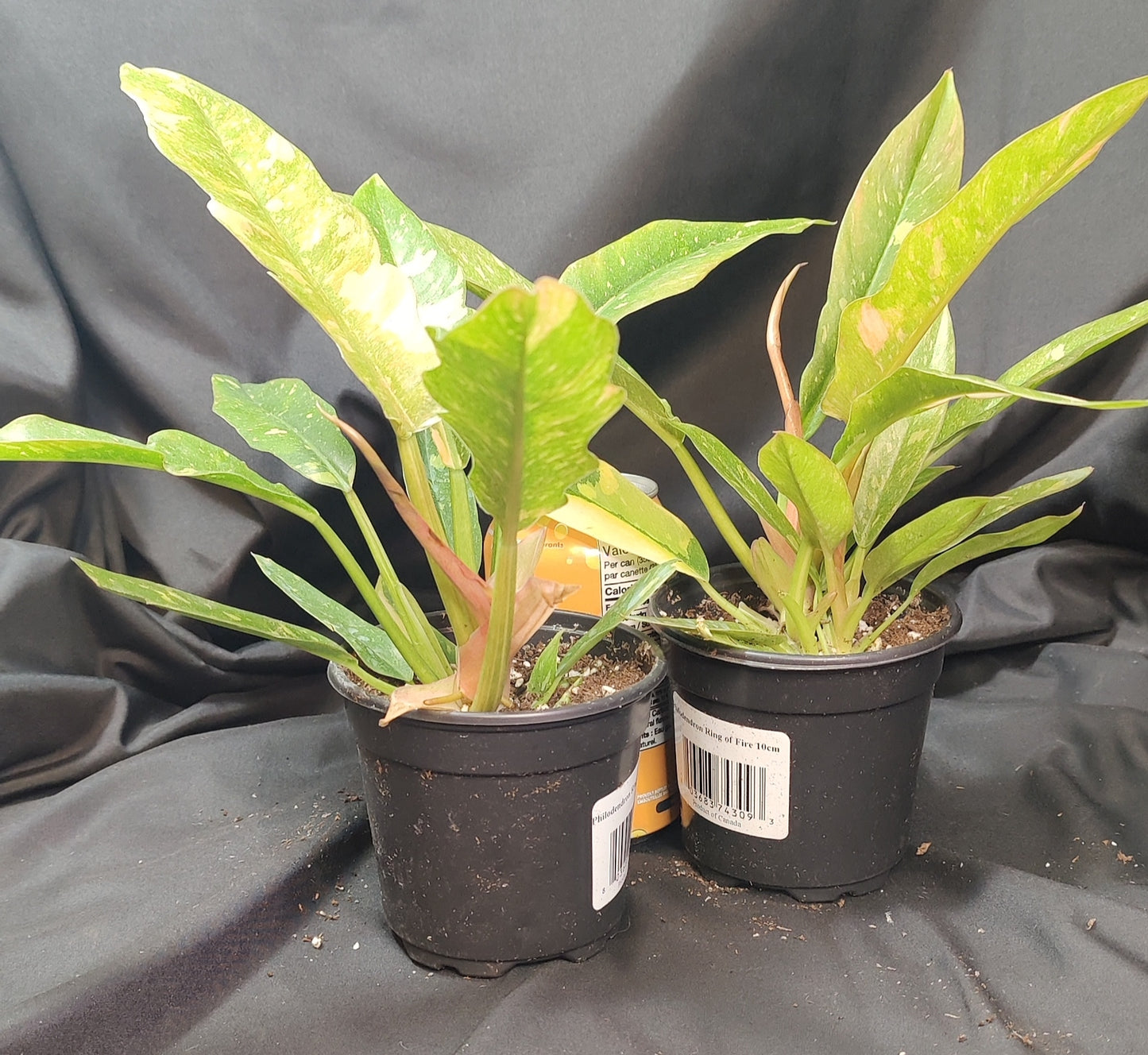 Philodendron Ring of Fire Variegated