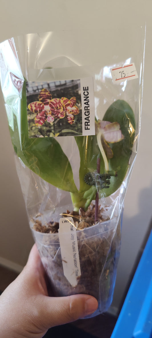 Phal Joy Music Notation Tina (fragrant)