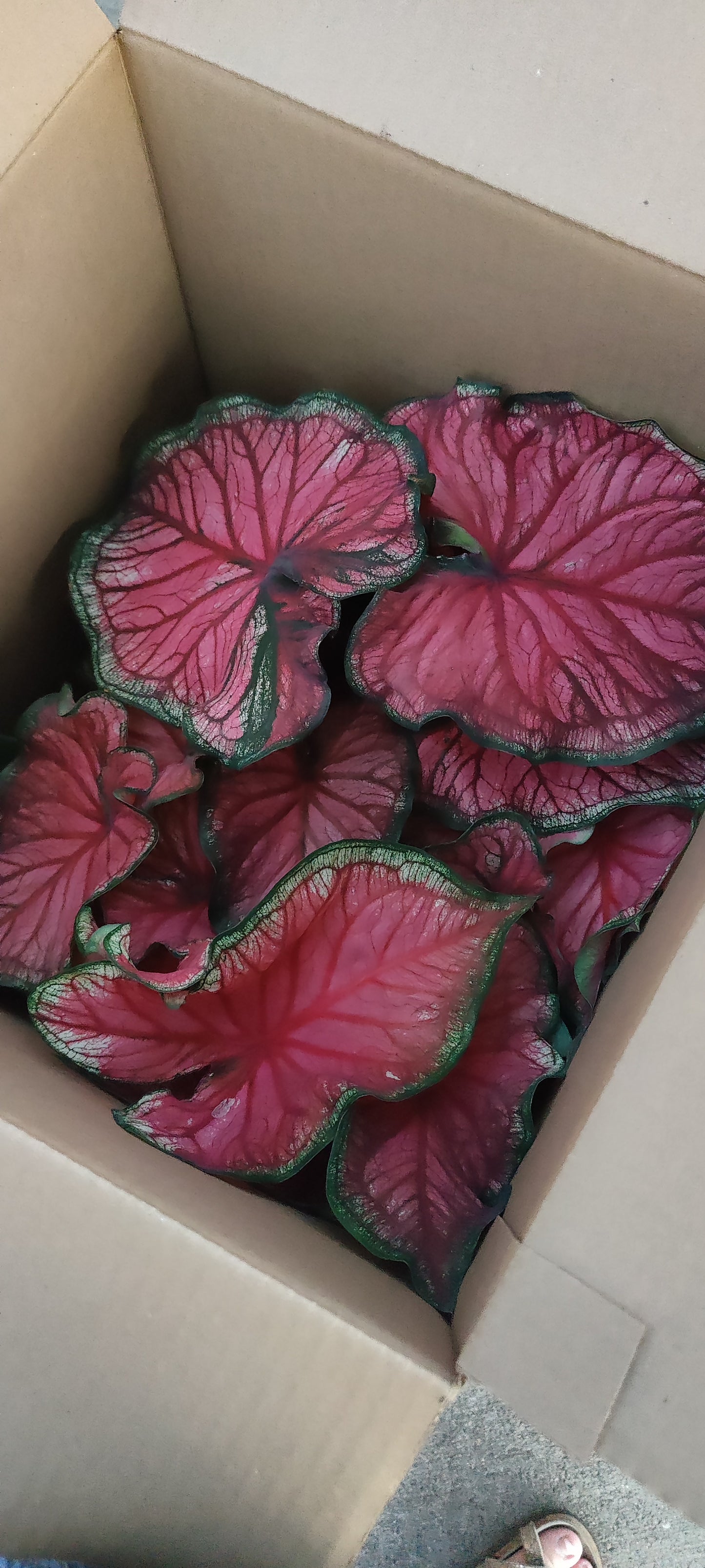 Caladium 6" Pot
