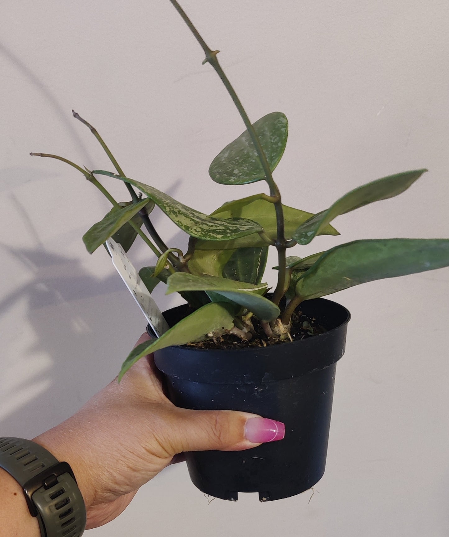Hoya Rangsan Silver Splash