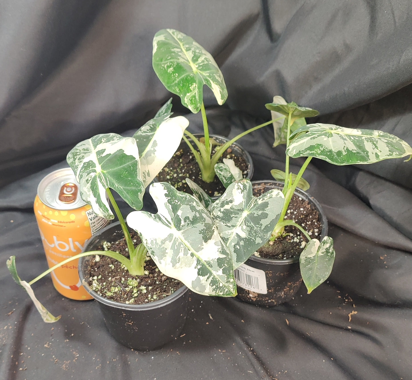Alocasia Frydek Variegated