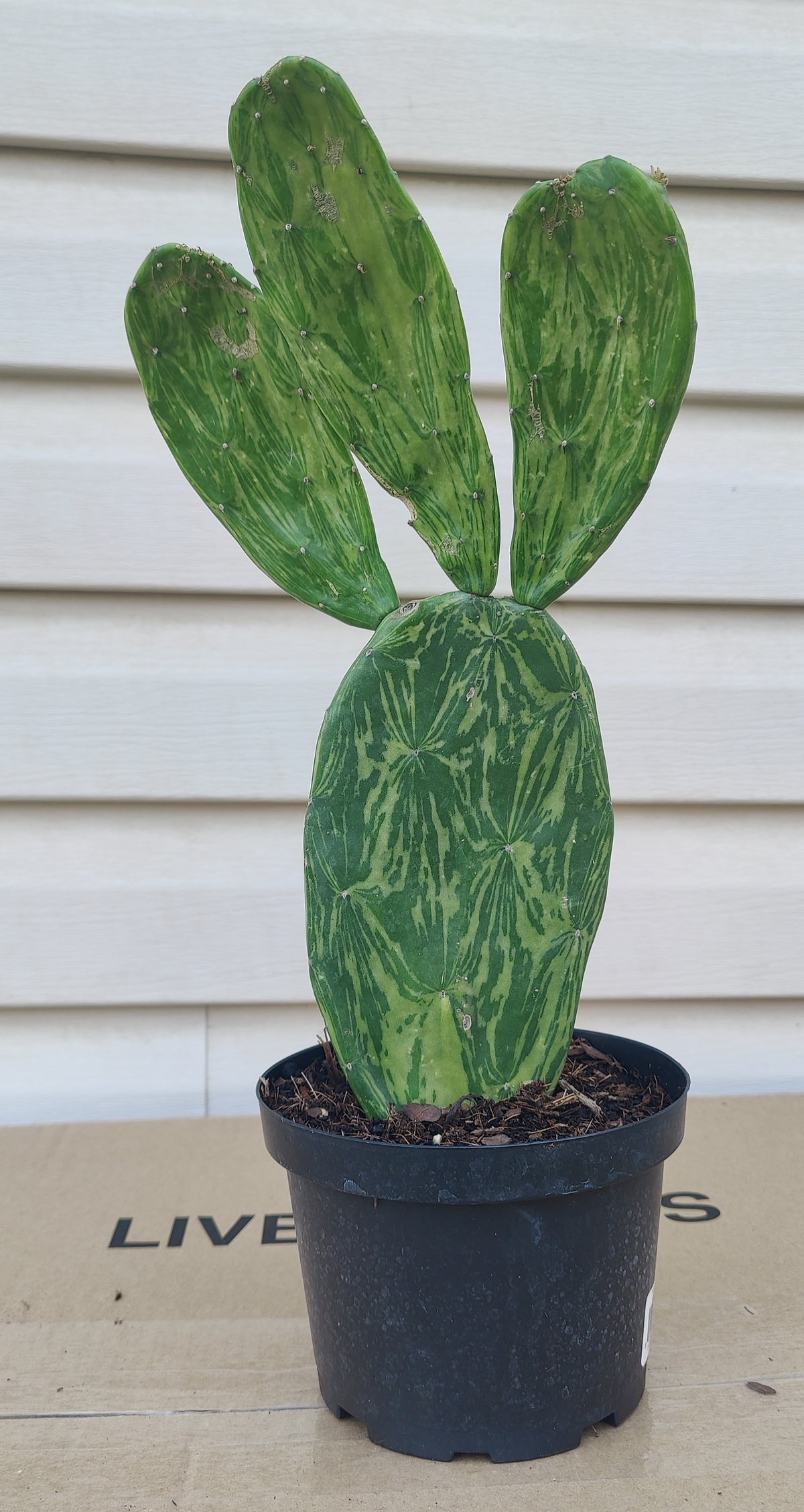 Variegated Prickly Pear Cactus