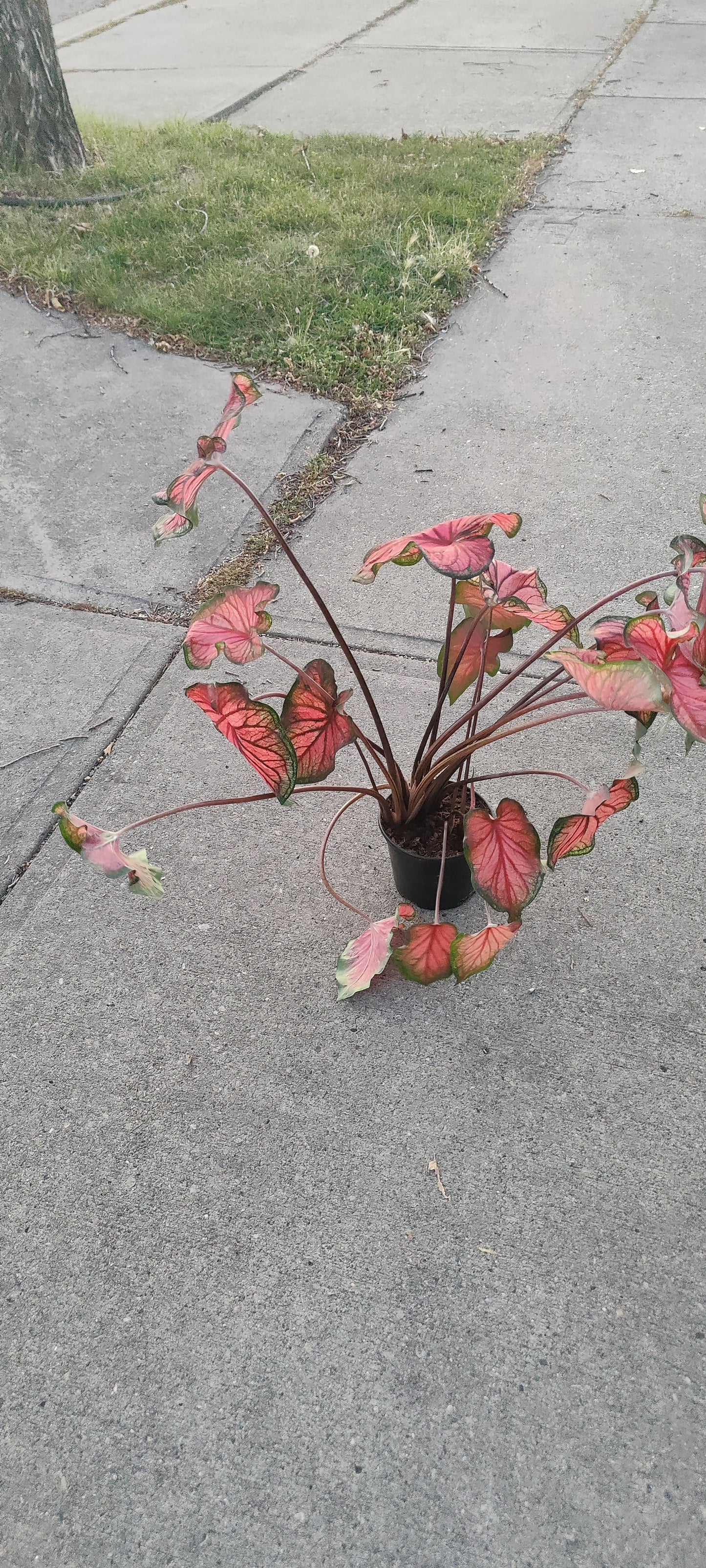 Caladium 6" Pot