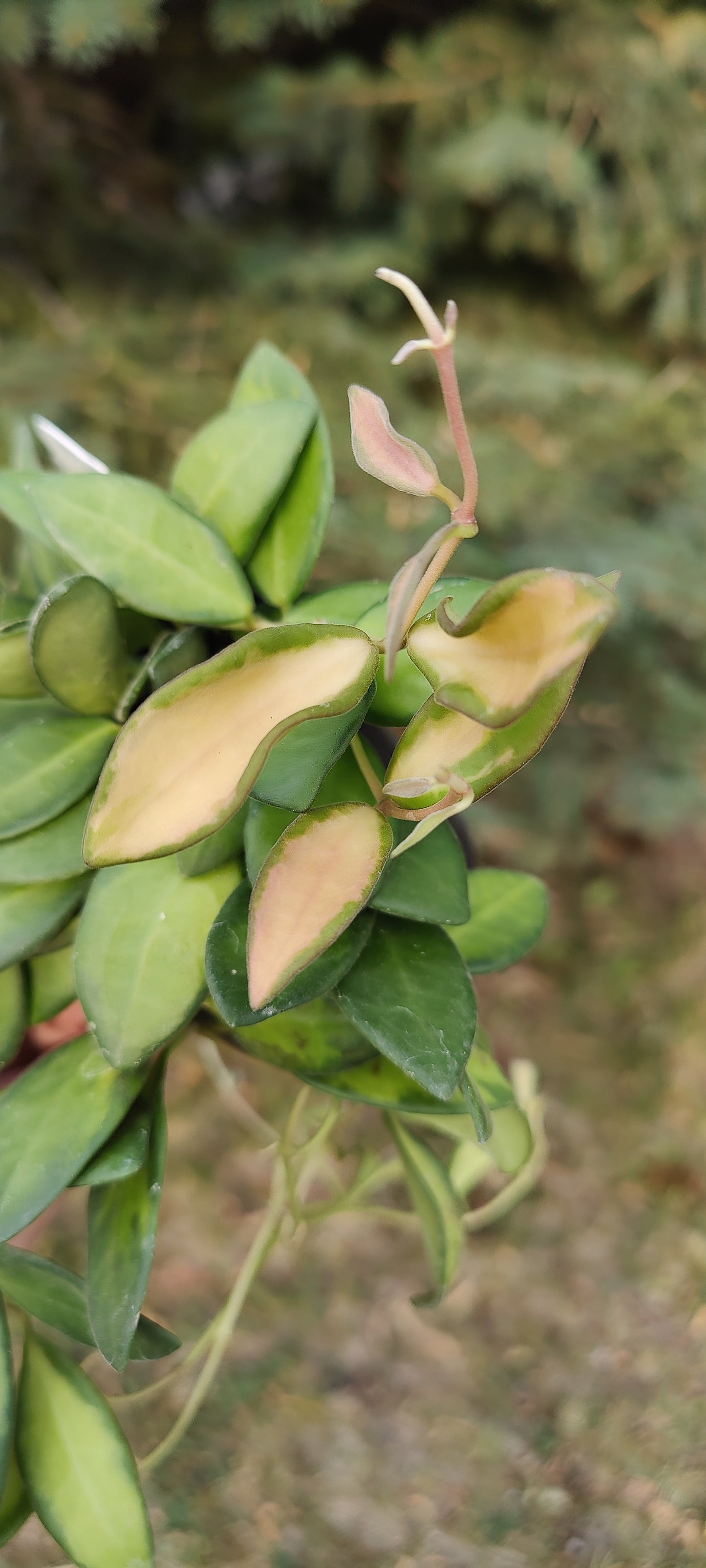 Hoya Burtoniea
