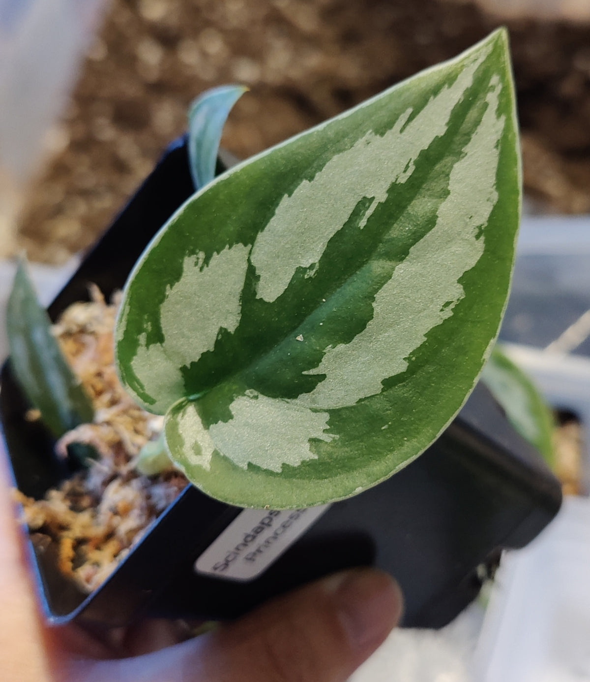 Scindpsus Silver Princess Indo