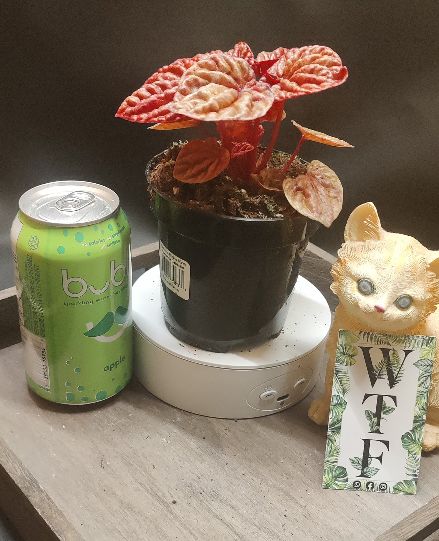 Peperomia Ripple Assorted Colours