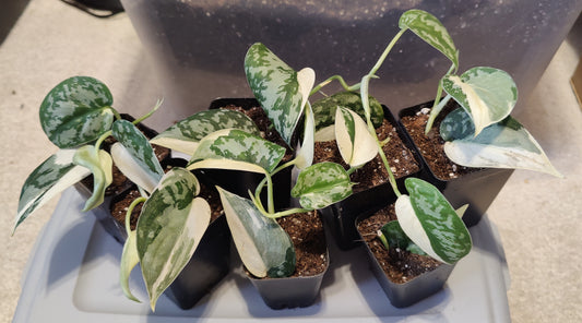 Scindapsus Mayari Propagations