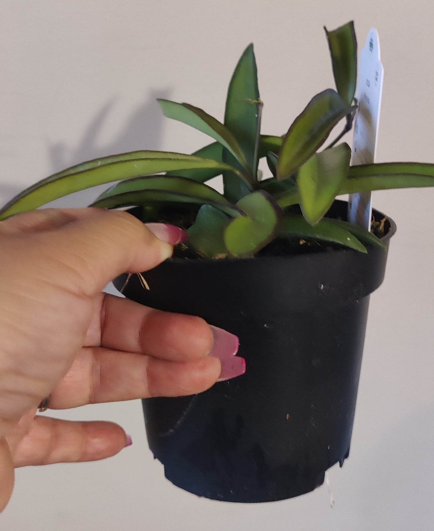Hoya Wayettii