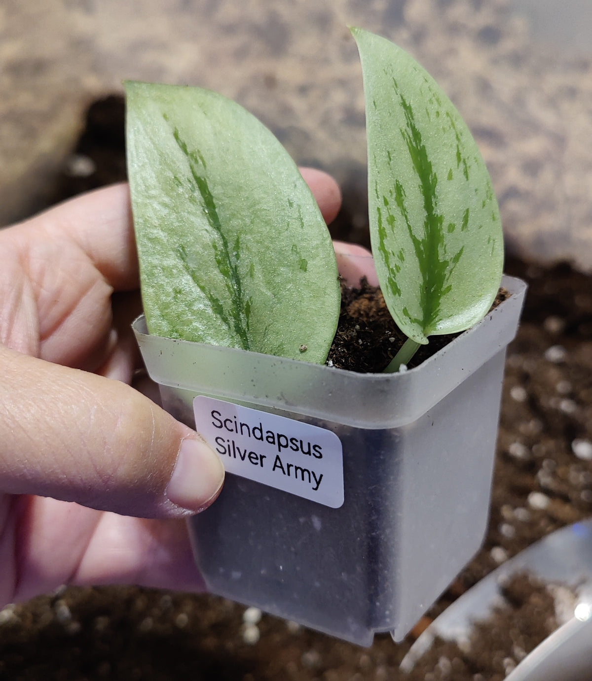 Scindapsus Silver Army