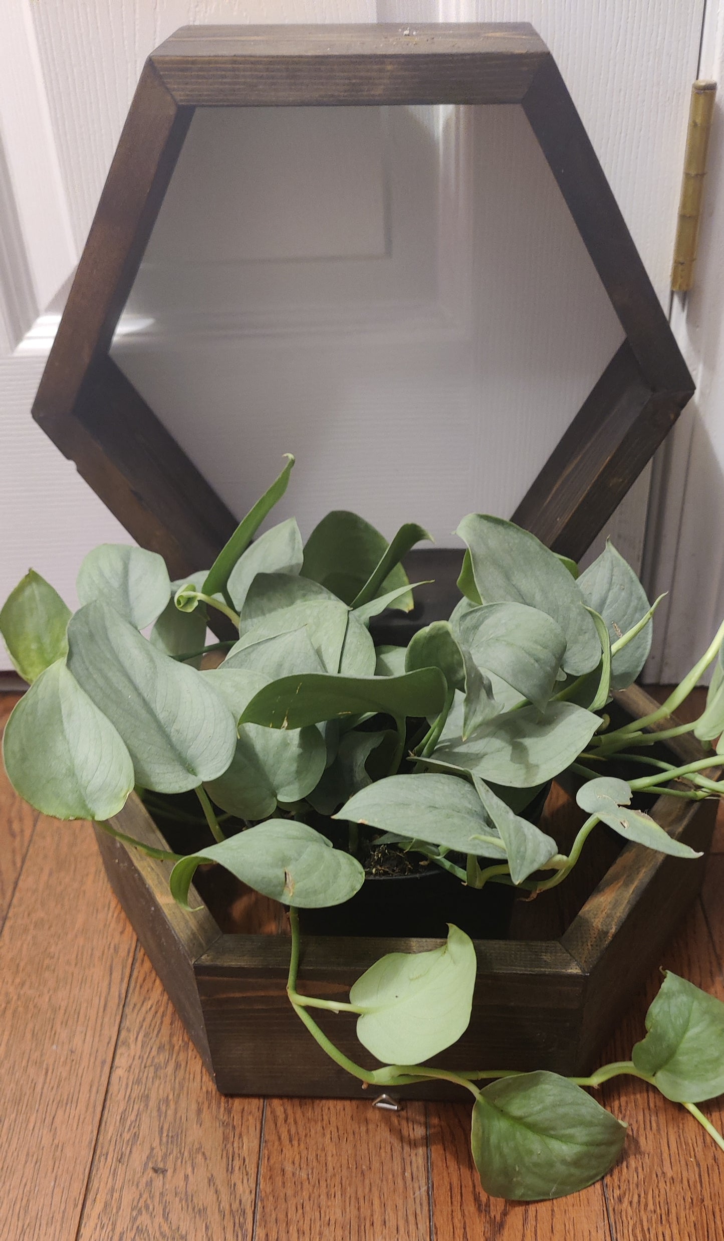 Scindapsus Java Platinum