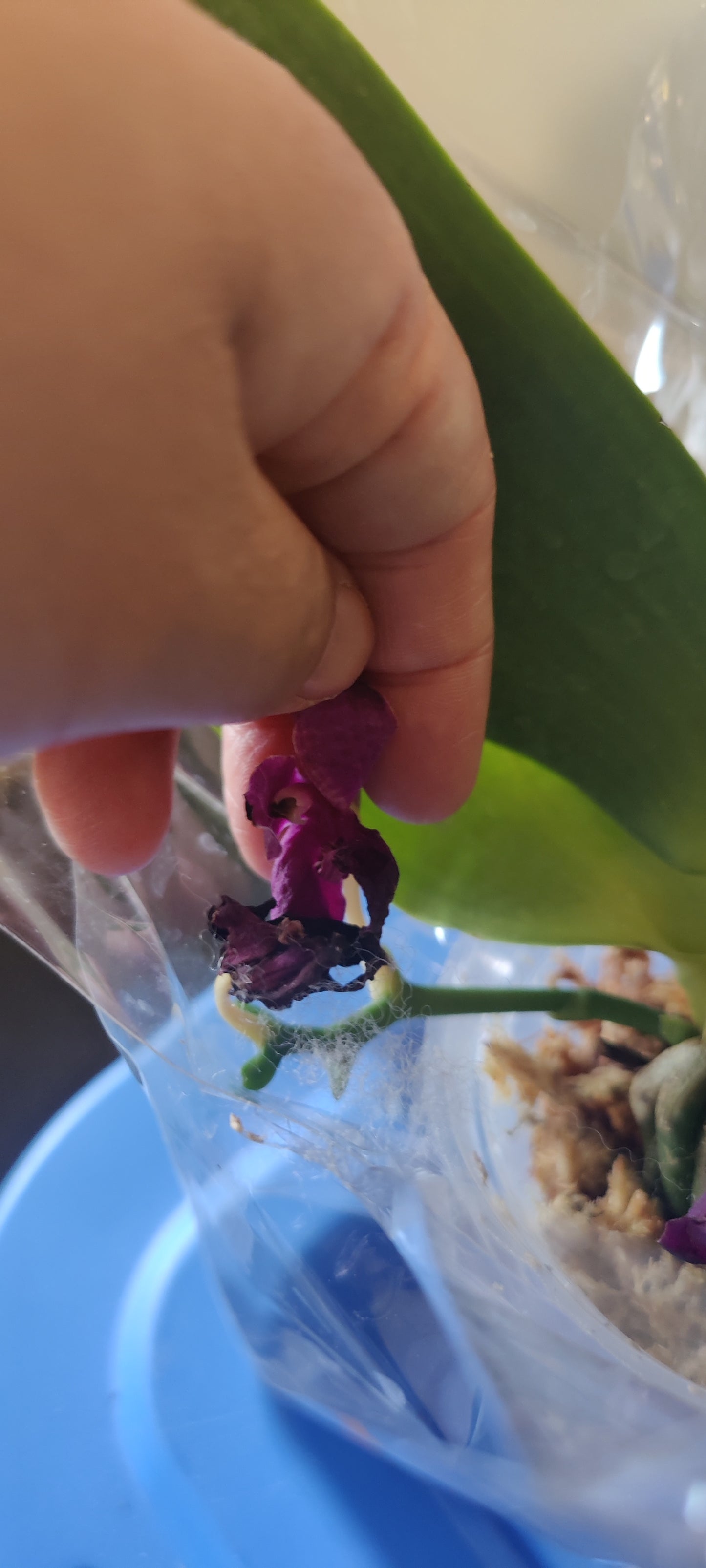 Phal Joy Red Coral Orchid