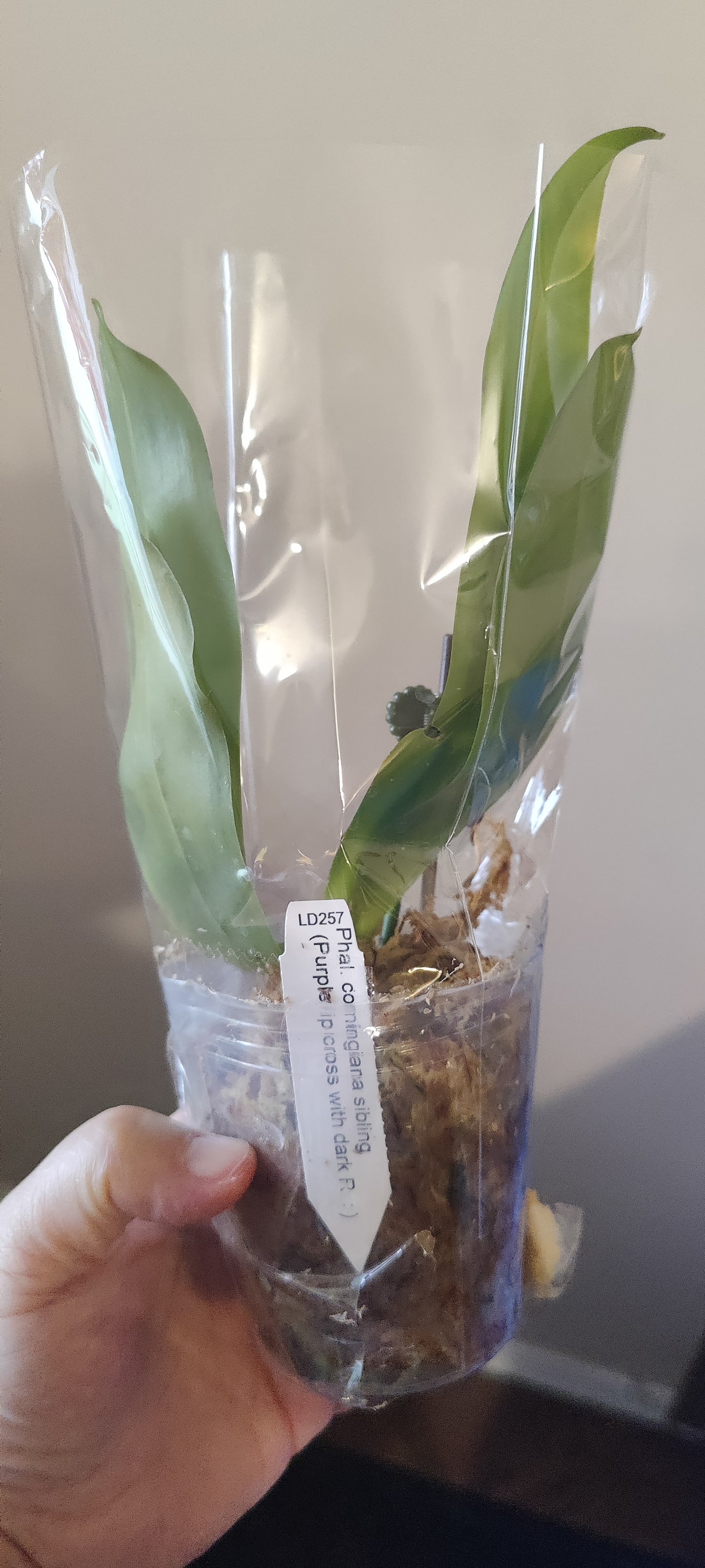 Phal Corningiana Sibling x Purple Dark R