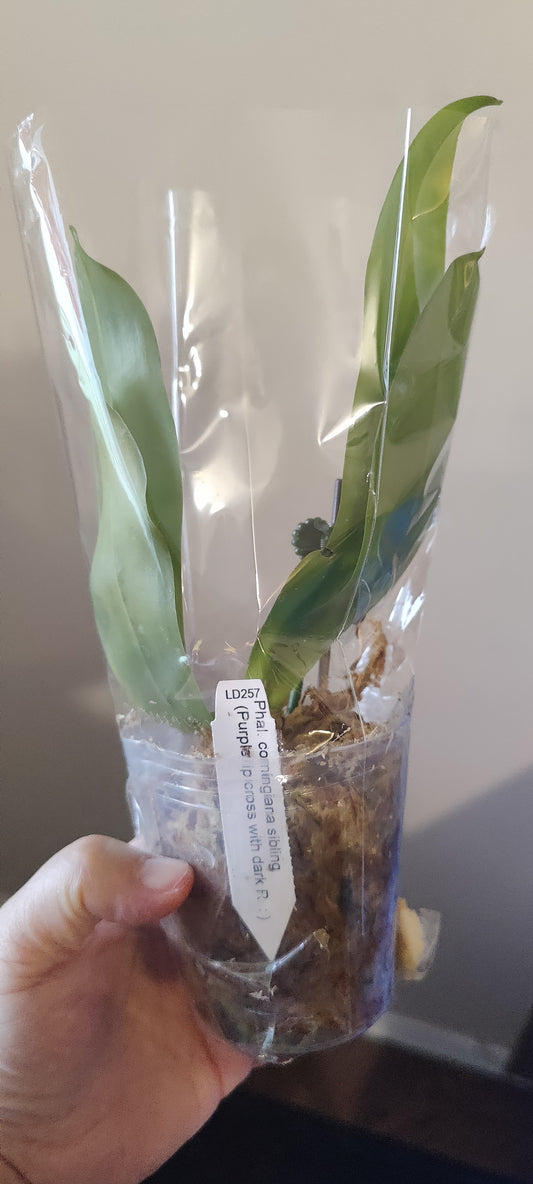 Phal Corningiana Sibling x Purple Dark R
