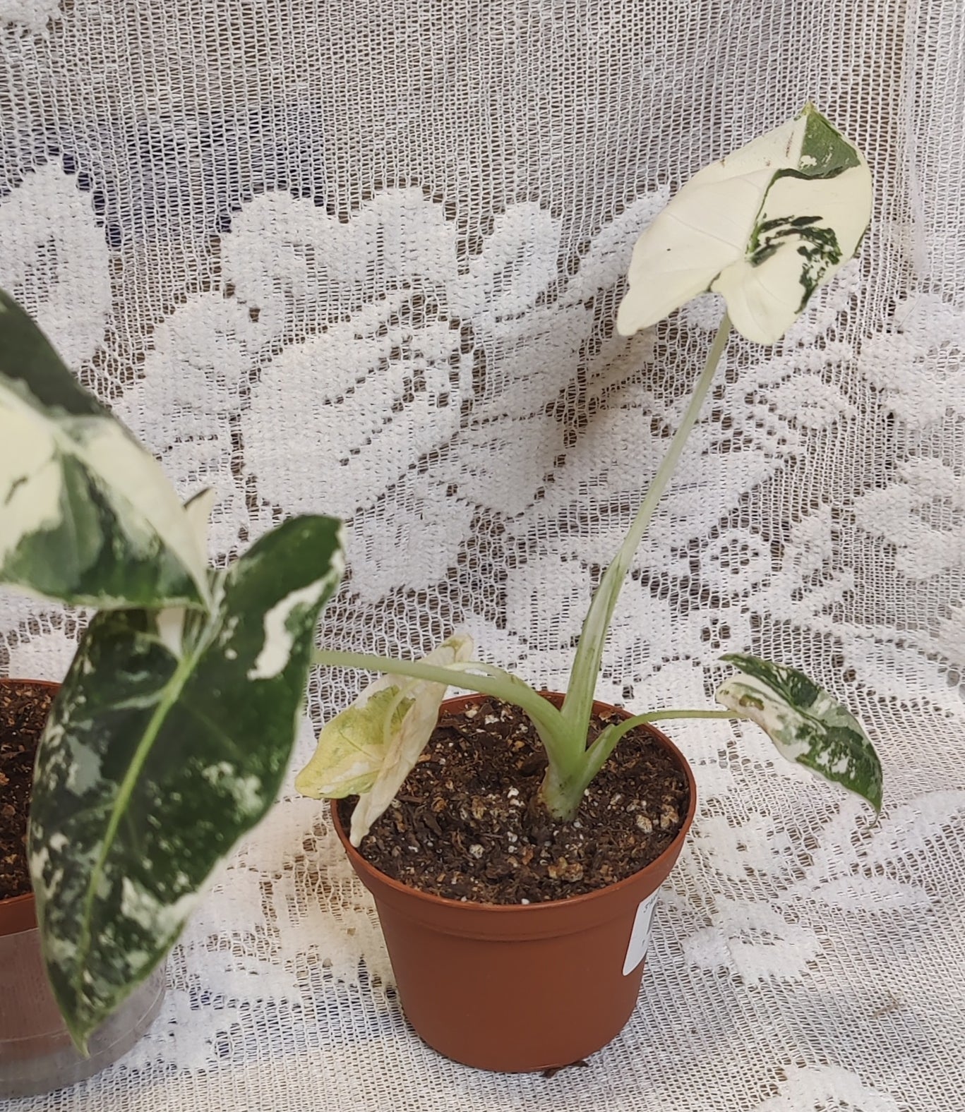 Alocasia Frydek Variegated