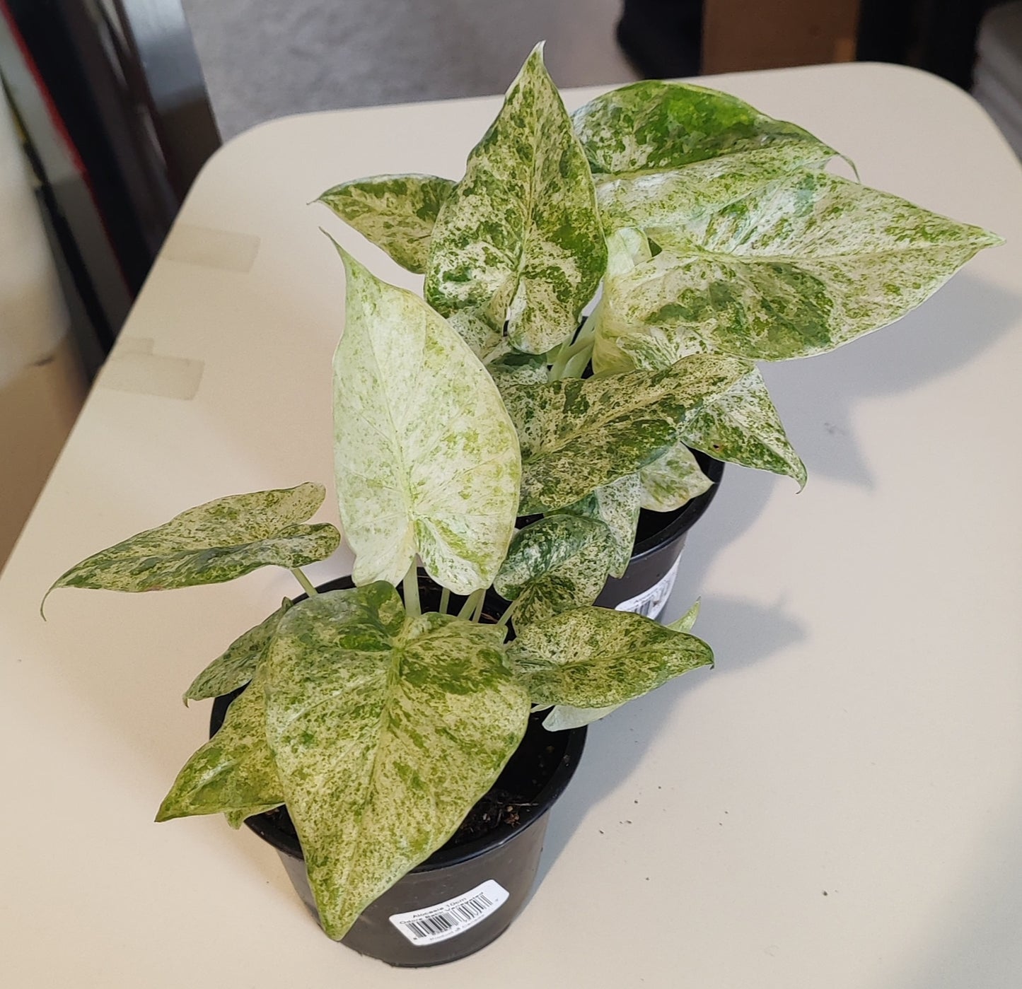 Alocasia Odora Batik Variegated
