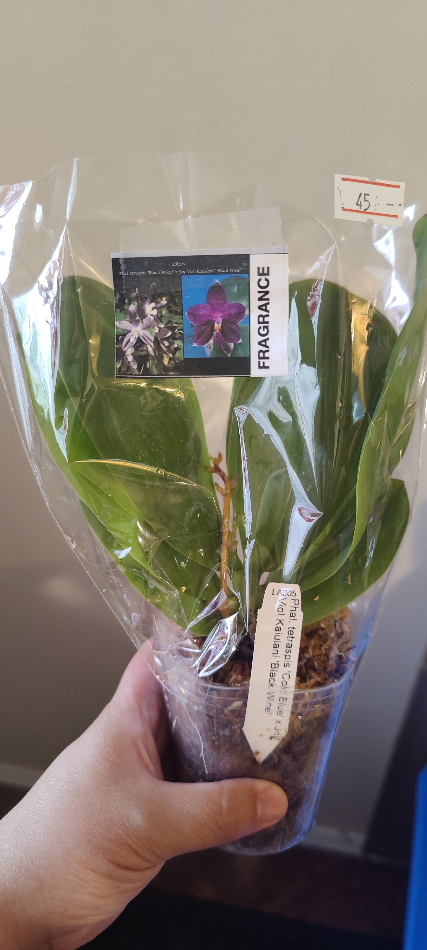 Phal Cold Blue x Black Wine