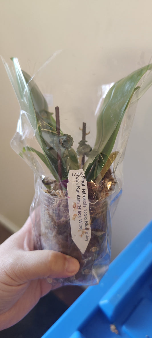 Phal Tetraspis 'Cold Blue' x Black Wine