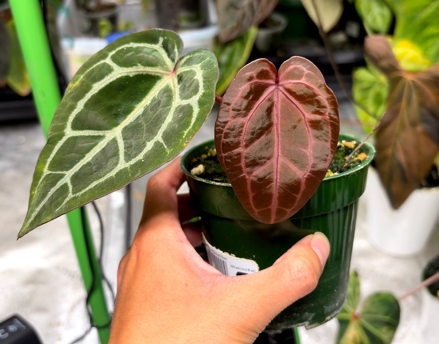 Plantie Pete's Rare Anthurium Collection