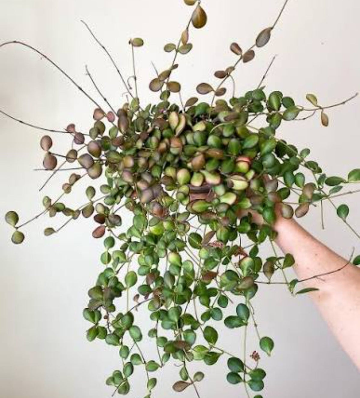 Hoya Bilobata aka Panchoi