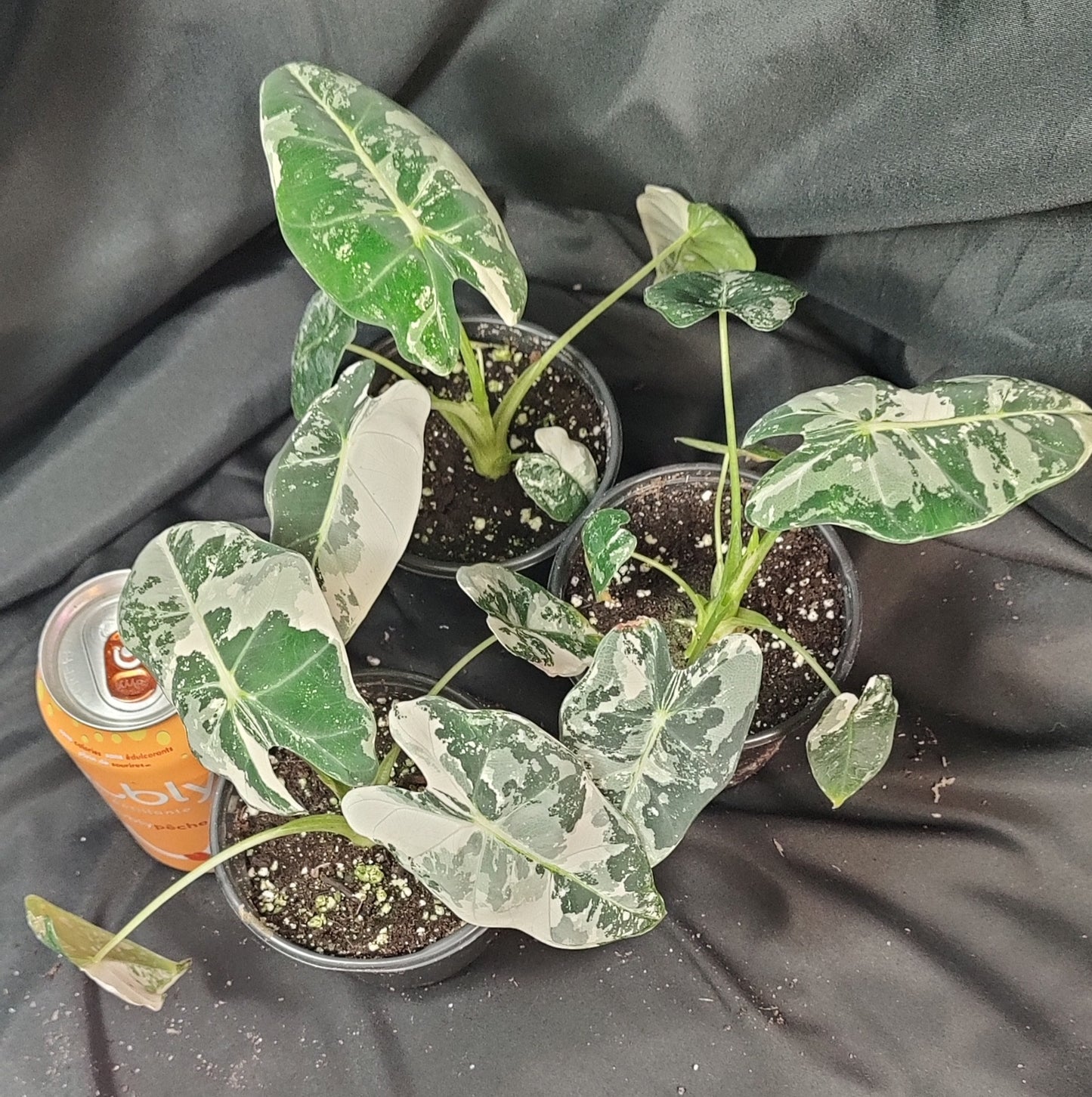Alocasia Frydek Variegated