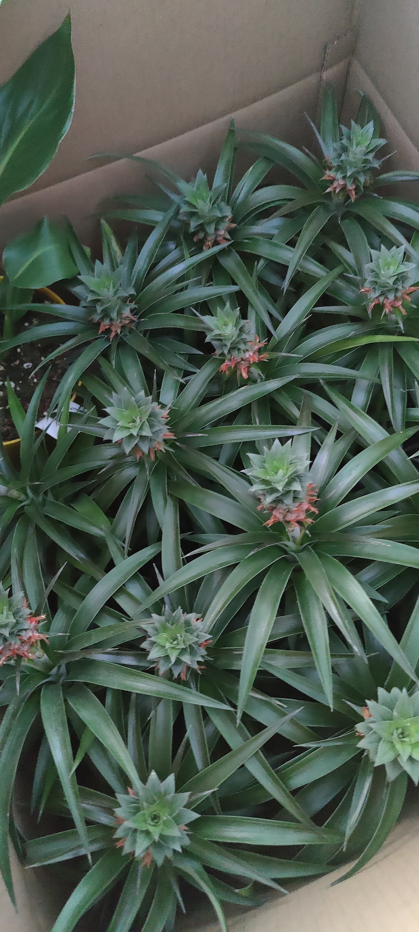 Pineapple Plant