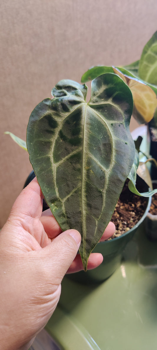 Anthurium Magnificum Silver Large
